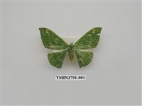 藏品(尺蛾367)的圖片